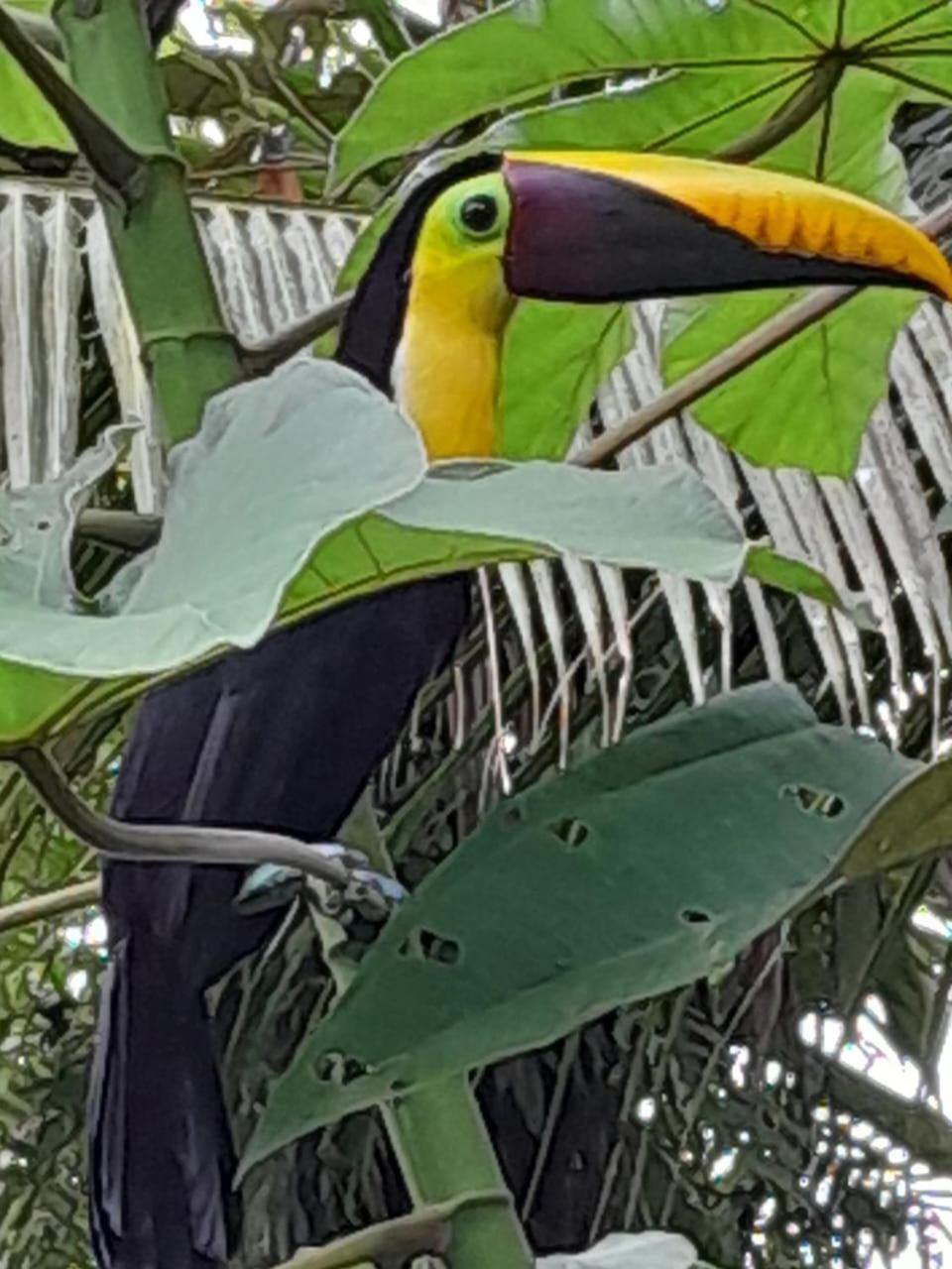 Los Paniquines Ecolodge Drake Bay Luaran gambar